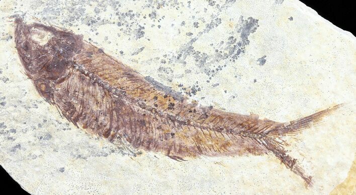 Knightia Fossil Fish - Wyoming #60829